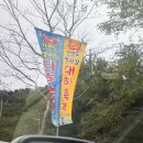 태안 안면도 대하축제 백사장어촌계수산시장 자연산 대하 횟감용 1KG 구매후기 가격