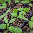 동부농약종묘사 이미지