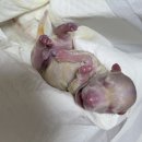 곰띠돈띠 이미지