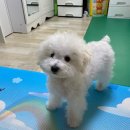 조은애견미용 이미지