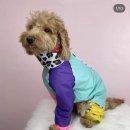 펫 디자인(강아지 옷 만들기) 이미지