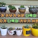 다육이 다육식물 추천 초보가 사도 안 망하는 종류 이미지