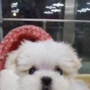 아이펫샵 이미지