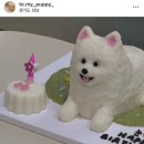 투마이퍼피 네이버블로그