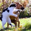 보스돼지 이미지