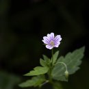 세잎
