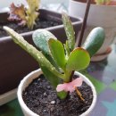 신흥1농장 이미지