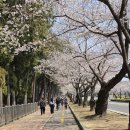버스정류소-중앙로터리 | 2026 진해군항제 벚꽃축제 실시간 셔틀버스 BEST 벚꽃길 뚜벅이 여행 가는 법
