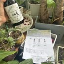 세솔 | 식물 키우는 집이라면 주목🌿 세솔 식물영양제 사용 후기!