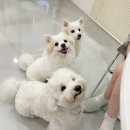 디디디 애견놀이방 이미지