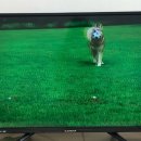 해피도그(happydog) 이미지