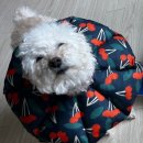 사랑동물병원 | 충주 정동물병원 후기 노견도 안심하고 다니는 우리 애기들 주치의 병원