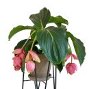 로하스참사랑요양병원 | 추천 영등포구 요양원 로하스참사랑요양병원 / 현명한 노후 선택