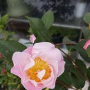 수원시 팔달구 팔달문로81번길 이미지