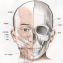 6. 족양명위경(1) 이미지