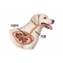 수일메디칼 | 강아지 마른 기침이 2주 넘었다면 절대 그냥 두지 마세요