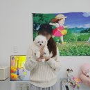 멍냥멍냥 | 도봉강아지분양 feat.멍냥스타 분양 후기 (1903)