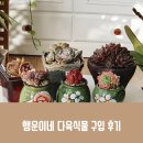 엑스플랜트 다육식물 구입 후기 행운이네 다육 로망, 미리내, 세그리드피치, 씨에라, 칼리스토, 타이니버거