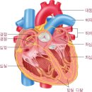 염통 심장에 관한 썰 이미지