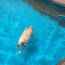 도기헤븐 이미지