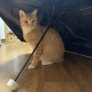 한신THE휴영천퍼스트 | 멍멍멍!!컹컹컹!!크르르르컹컹컹컹컹컹!왈왈왈!멍멍멍!컹컹컹!크르르르컹컹컹컹!왈왈왈왈왈!멍멍멍멍...