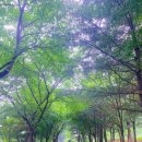 우산소류지 네이버블로그