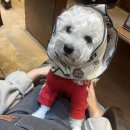 헤어바이호시