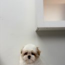 부산강아지분양 알프펫 | 부산강아지분양 실제 후기, 새끼강아지 키우는 방법까지 알려드려요