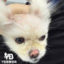 소로동물병원 이미지