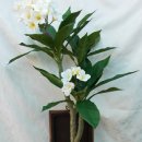 러브 스핑크스 이미지