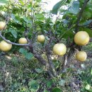 풍요농장 이미지