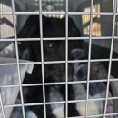 안산 센트럴 동물병원 이미지