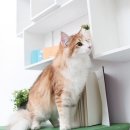 고양이숲 이미지