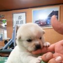 똥강아지 이미지