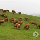 시종축산 이미지
