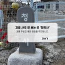 장덕리은행나무 | 강릉 사주 잘 보는 곳 '청학사'에서 궁합 보고 온 후기