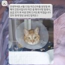 두타동물병원 | 고양이 허리디스크 (추간판탈출증) 수술 후기 전주 올리몰스동물메디컬센터(2)