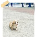 양평특수견 이미지