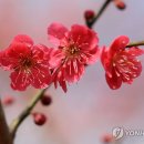홍매 연합뉴스