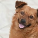 강아지 와요와요 이미지