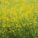 맘스터치(평촌역사거리점) 이미지