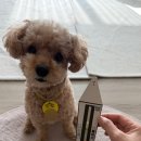 PET119동물병원 | 집에서 하는 강아지 소변검사 키트 후기｜Cym702 Pet 사용법 &amp; 결과 후기