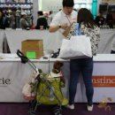 강아지 천국 이미지