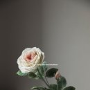 샐리스잉글리쉬