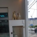 벡스코 동물병원 이미지