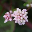 충청농장 이미지