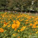 양재천근린공원 이미지