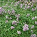 (학교)포남초 이미지