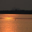 시화호수로 이미지