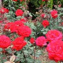 서천 장미공원 이미지